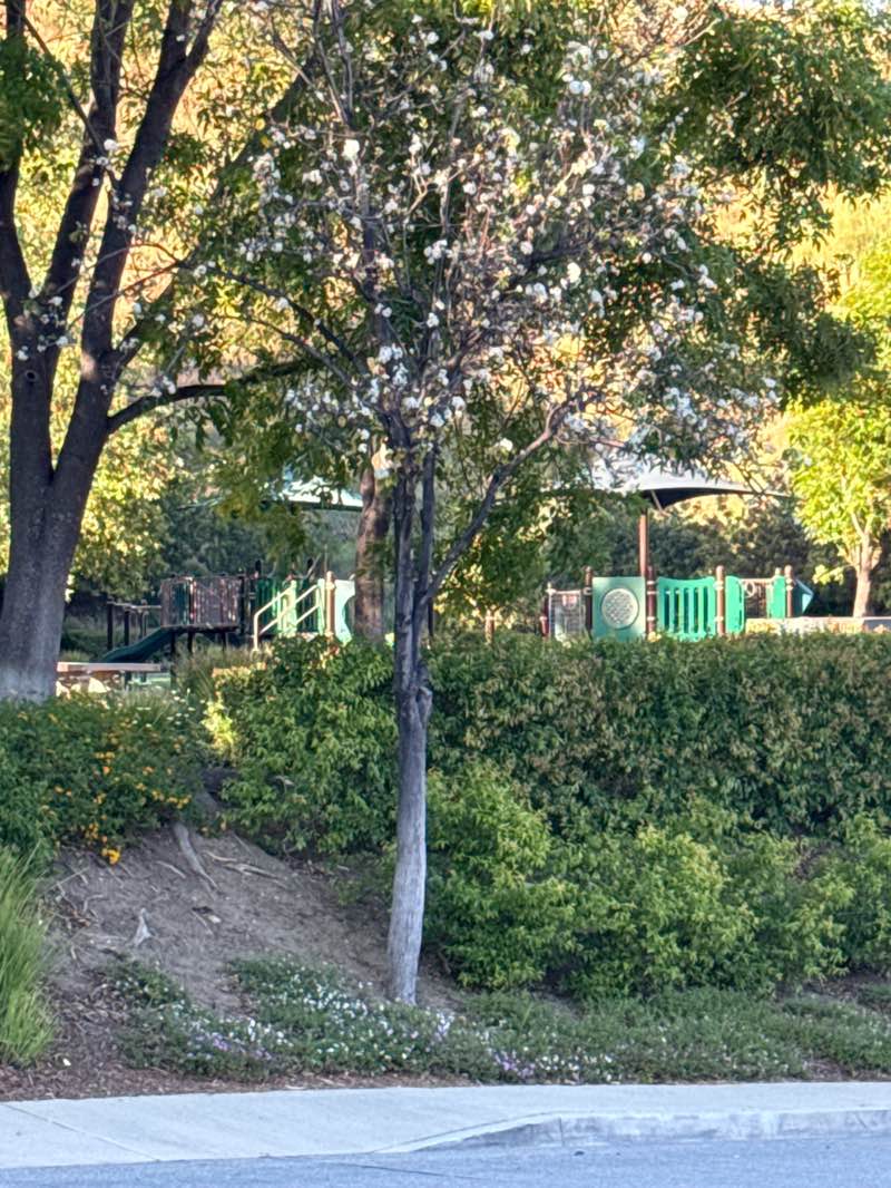 walking near me in Summitridge Longview drive Park in spring