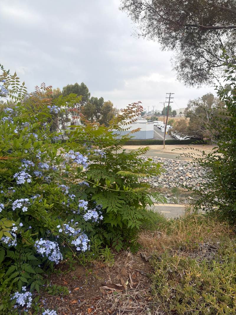 walking near me in Tracks at Brea in summer