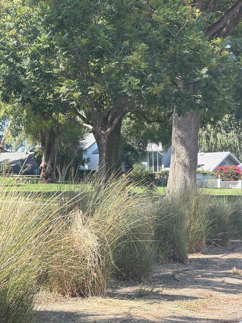 walking near me in Glenmeade Park in summer