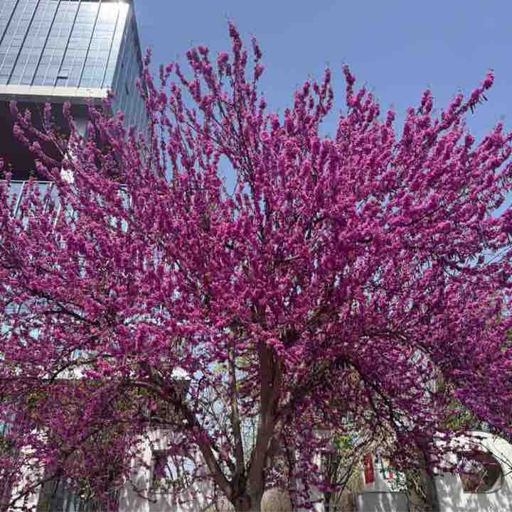 Team 12 Steps to Glory Carol Y Ma post image