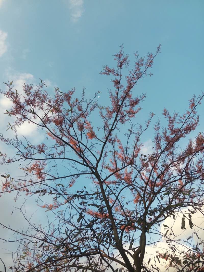 walking near me in Bernardo Park in spring