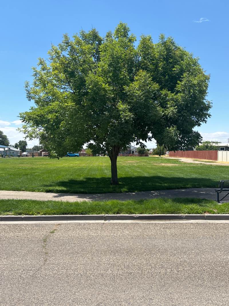 walking near me in Lions Park in summer