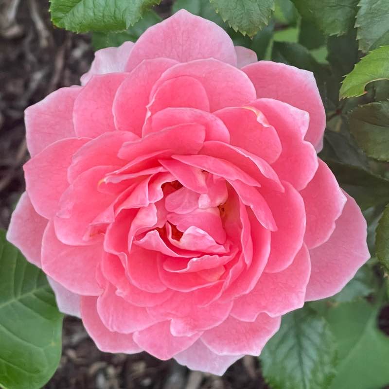 Alphabet Soup 🥣 post 3