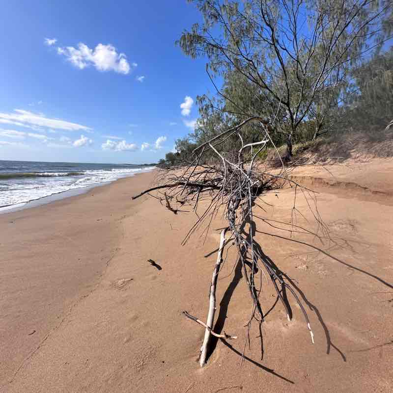 TNT Community Steppers Toni Gleeson post image