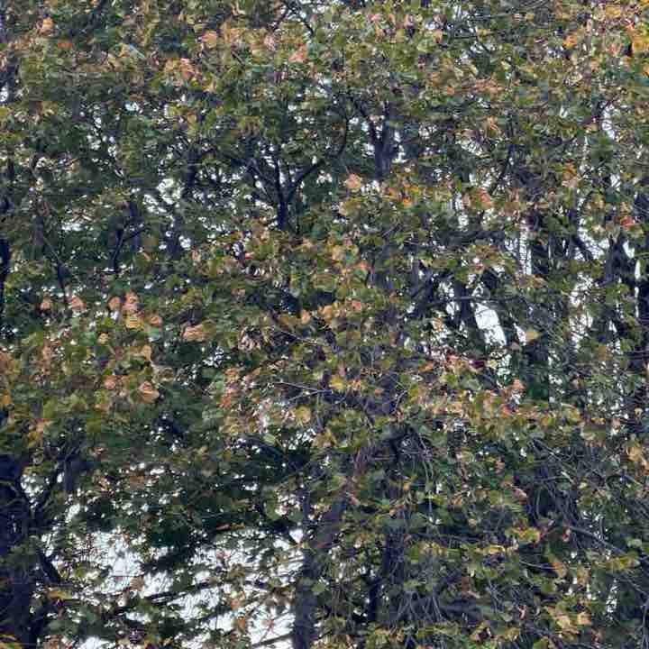 littletreehugger post 1