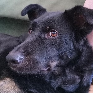 Антон Зубков profile