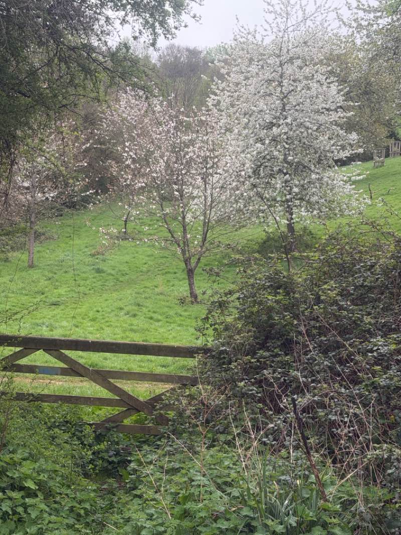 walking near me in Ludwell Valley Park in spring