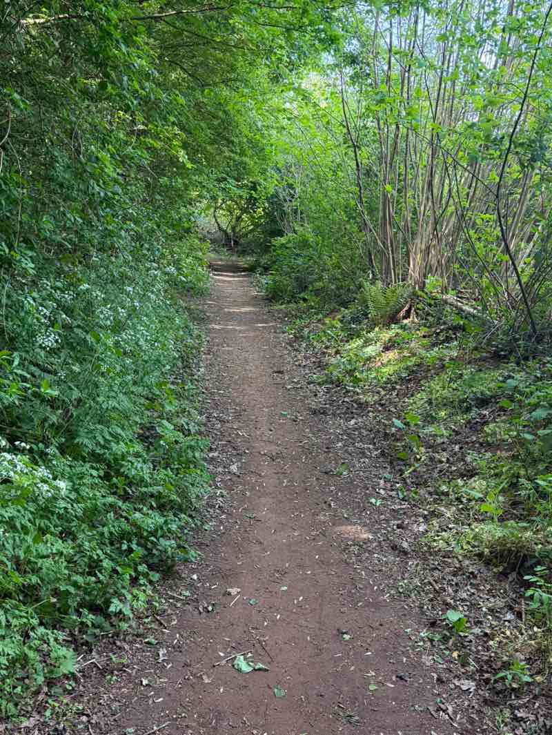 walking near me in Ludwell Valley Park in spring