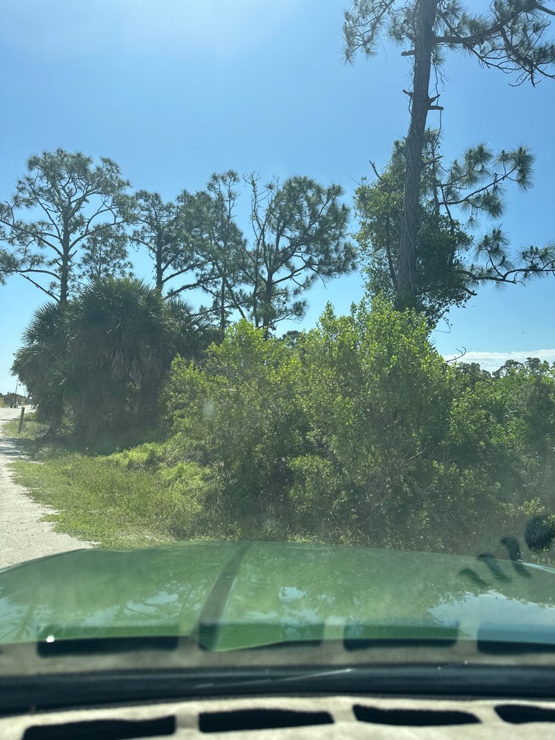 walking near me in Myakka State Forest in spring