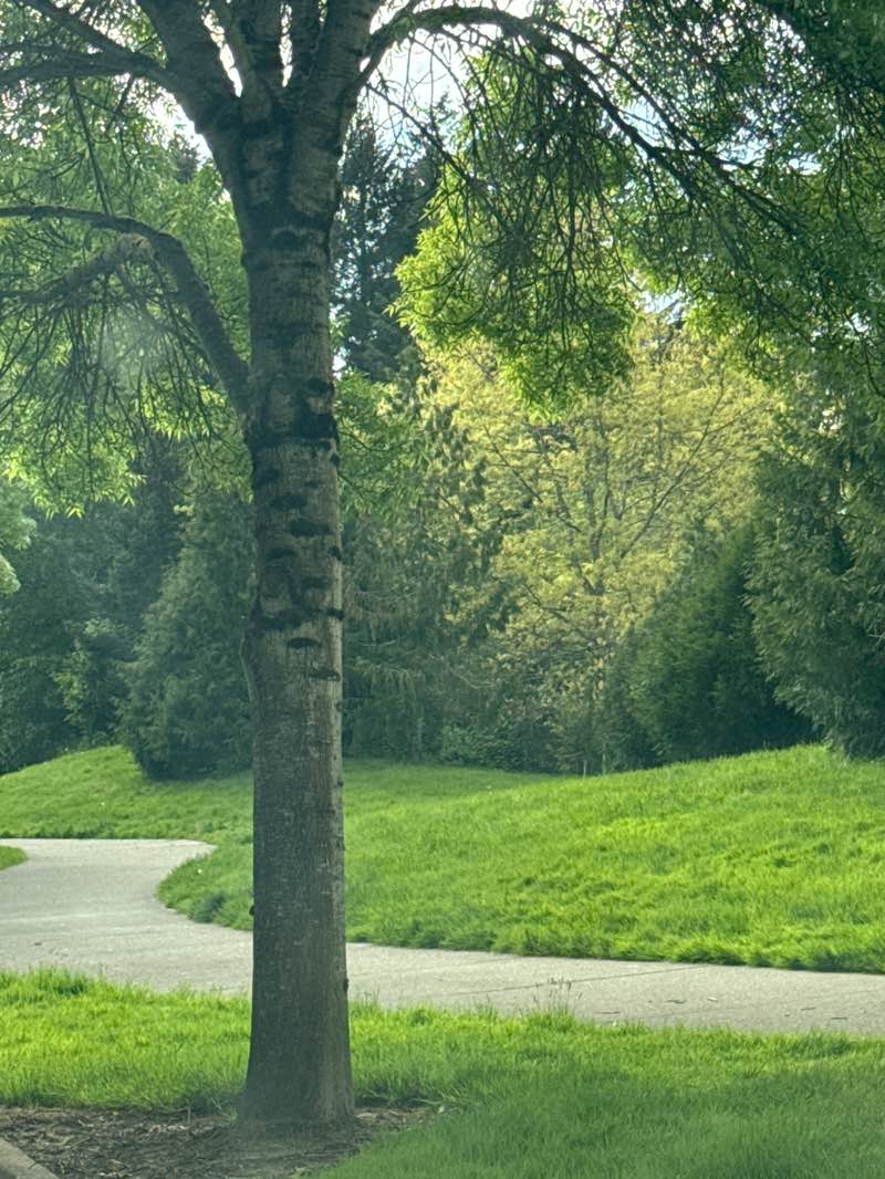 walking near me in Brookwood Crossing in spring