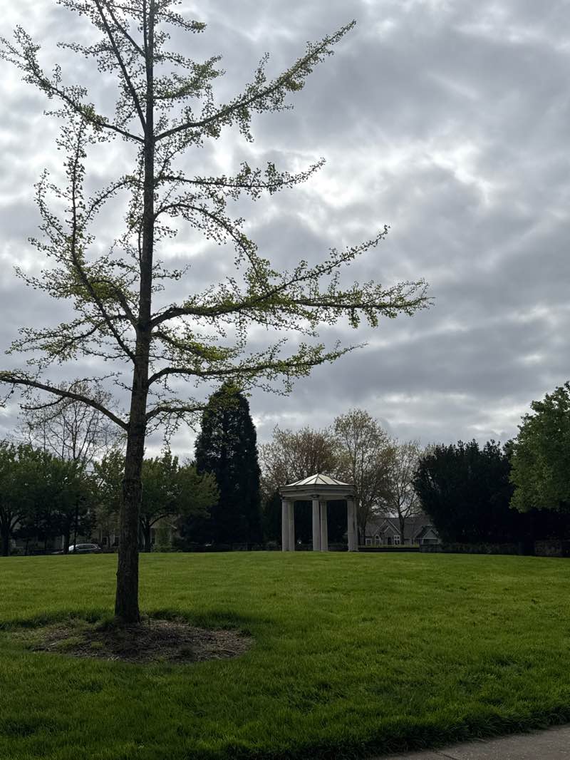 walking near me in Central Park in spring