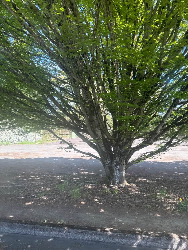 walking near me in Westmoreland Park in spring
