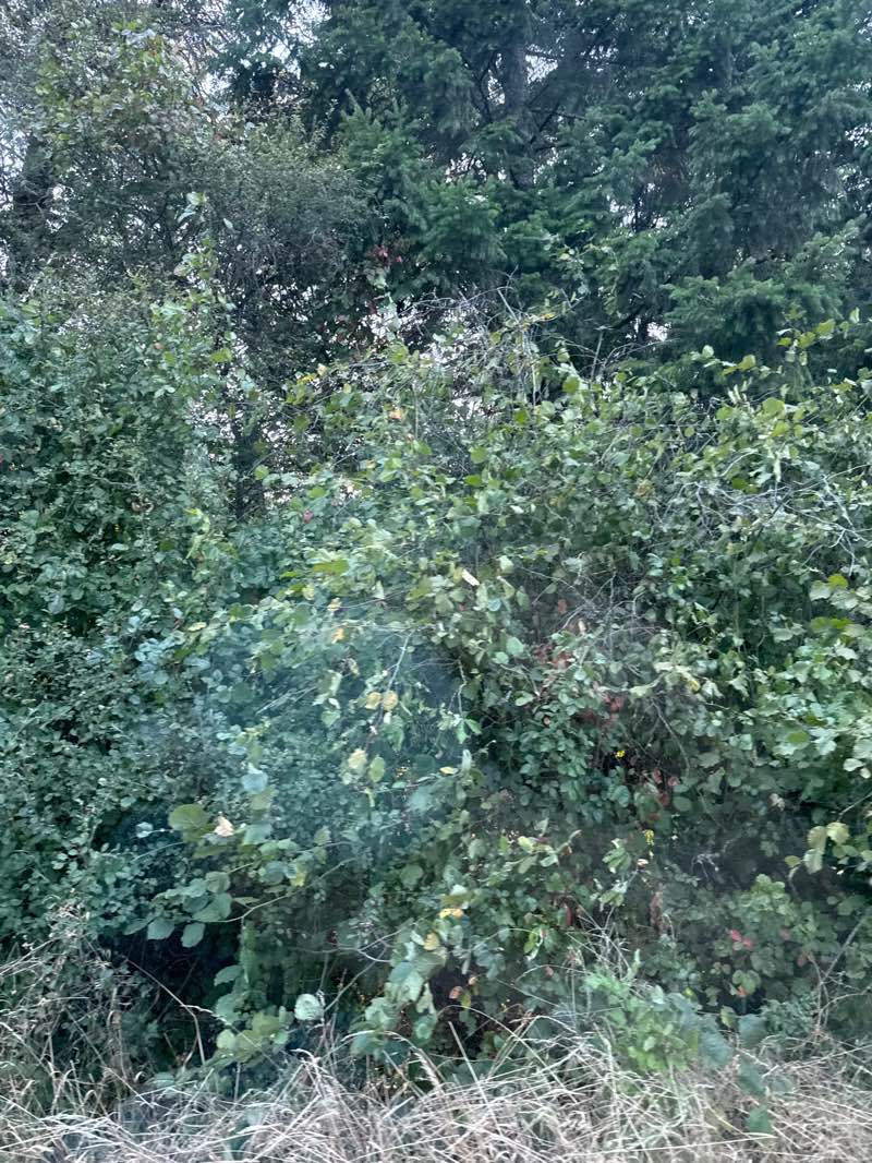 walking near me in Jenkins Estate in summer