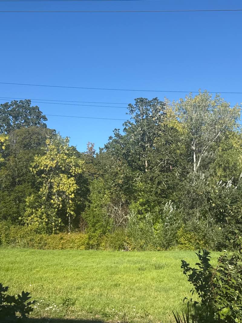 walking near me in Pioneer Park in summer