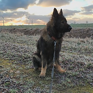 Läufer 2 profile