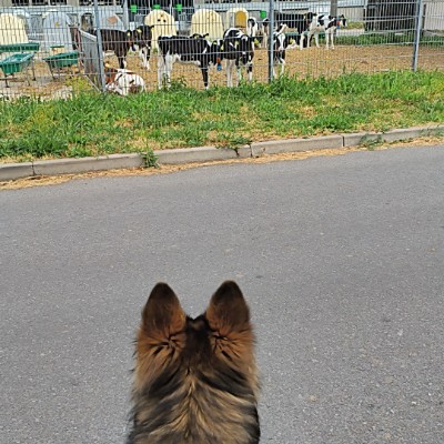 Schritt für Schritt 🐾 Läufer 2 post image