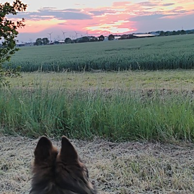 Schritt für Schritt 🐾 Läufer 2 post image