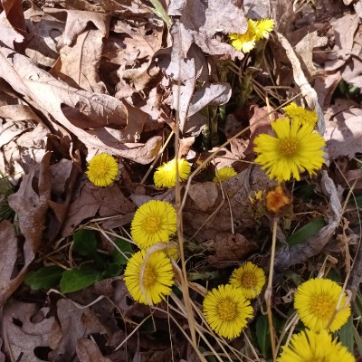 Walk it off Dorothy Zimmers post image