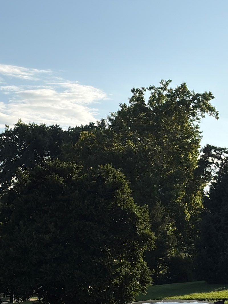 walking near me in Jacob L. Loose Memorial Park in summer