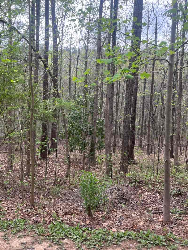 walking near me in Clayton County International Park in spring