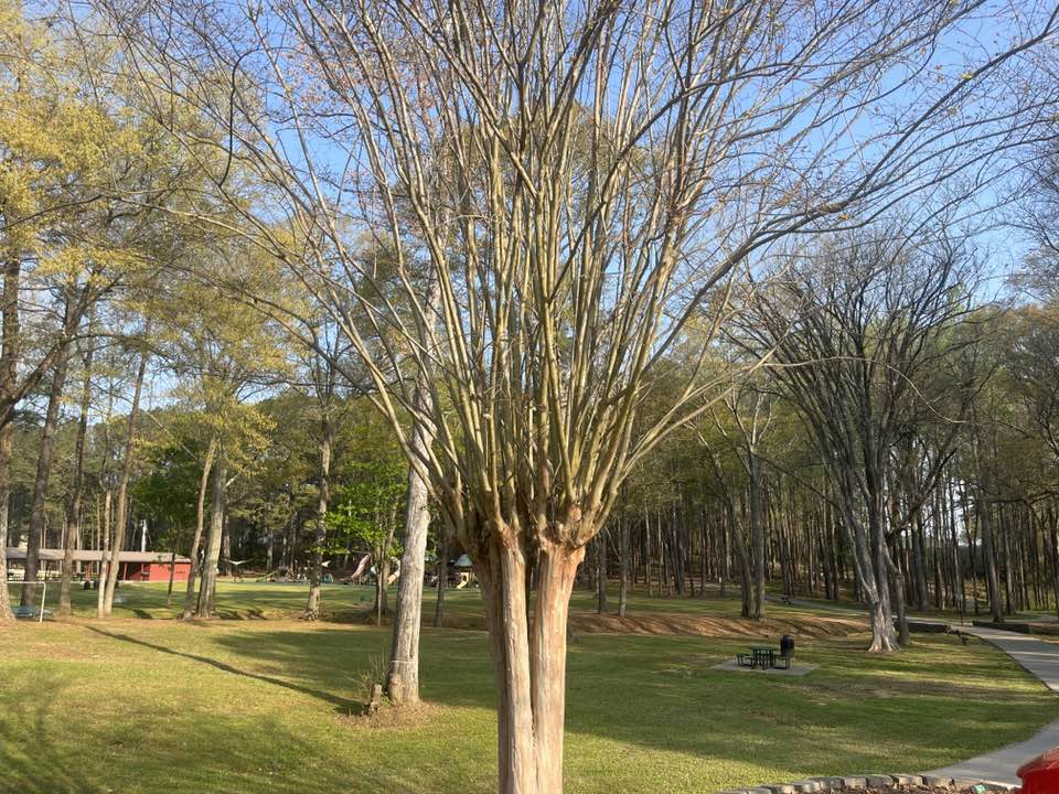 walking near me in Clark Community Park in spring