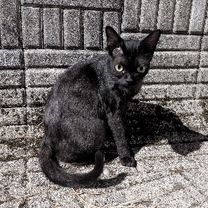 Anju profile