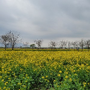participant 1