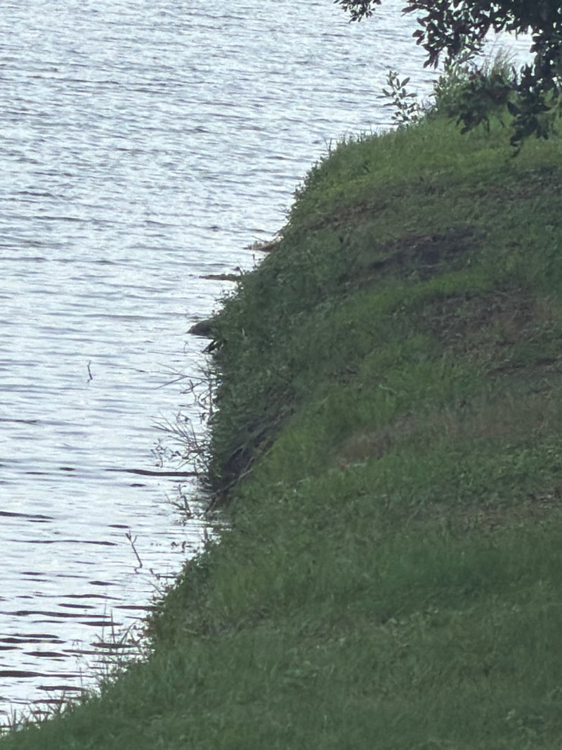 walking near me in Bicentennial Park in summer