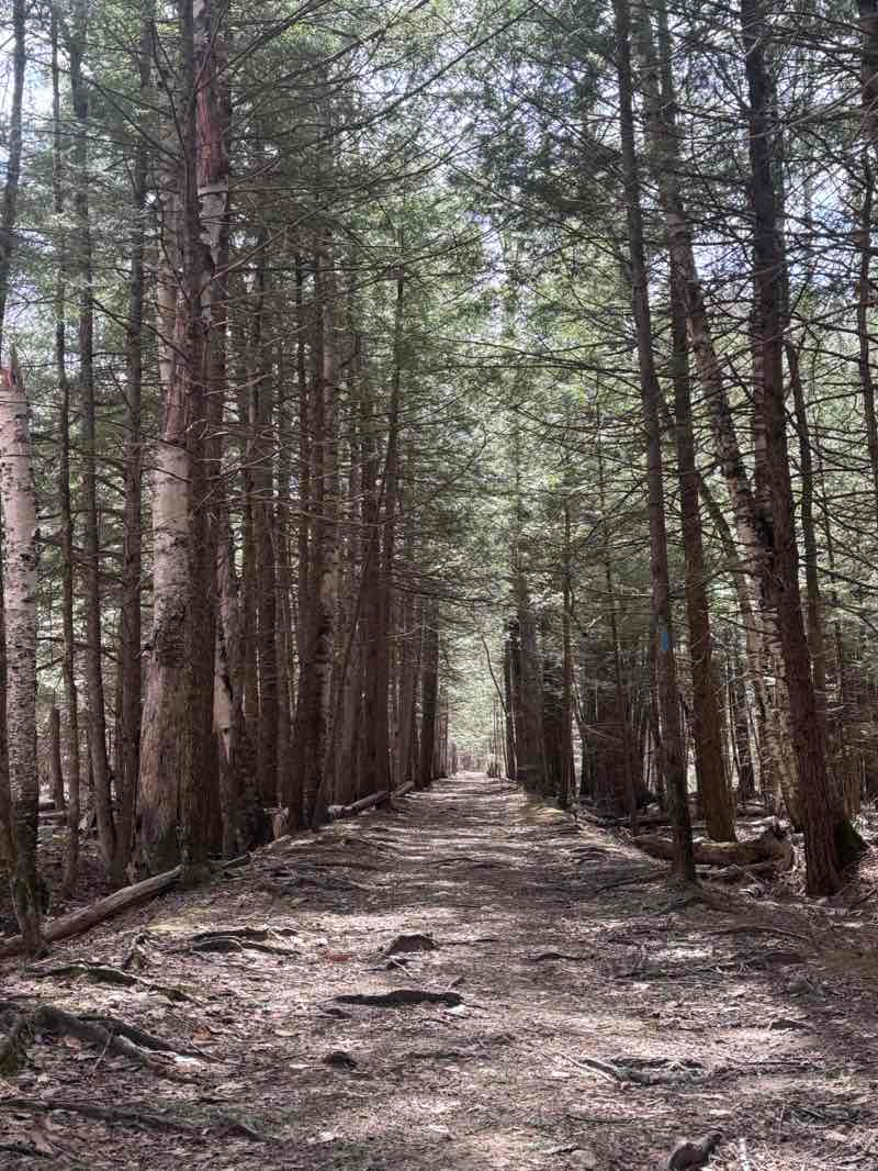 walking near me in Lye Brook Wilderness in spring