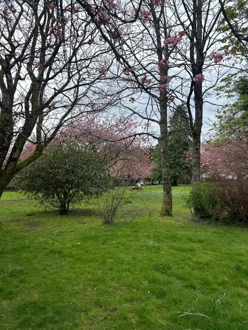 walking near me in Anderson Park in spring