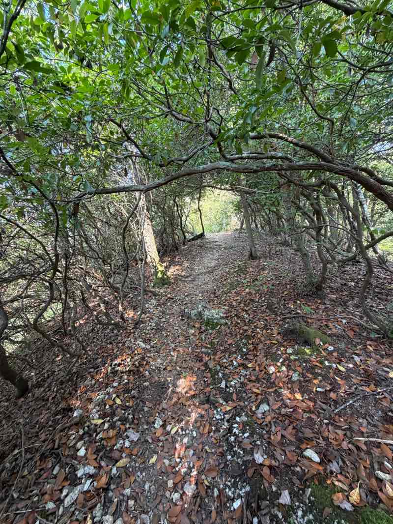 walking near me in Old Stone Fort State Archaeological Park in autumn
