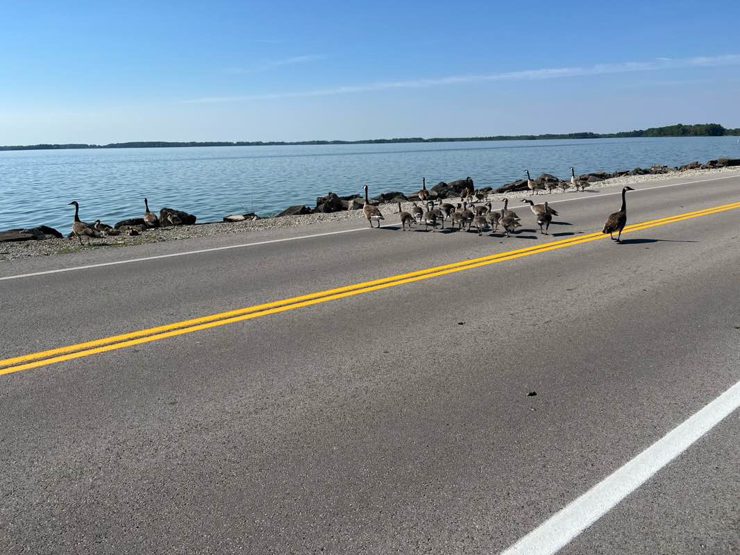 walking near me in Pullman Bay Park in summer