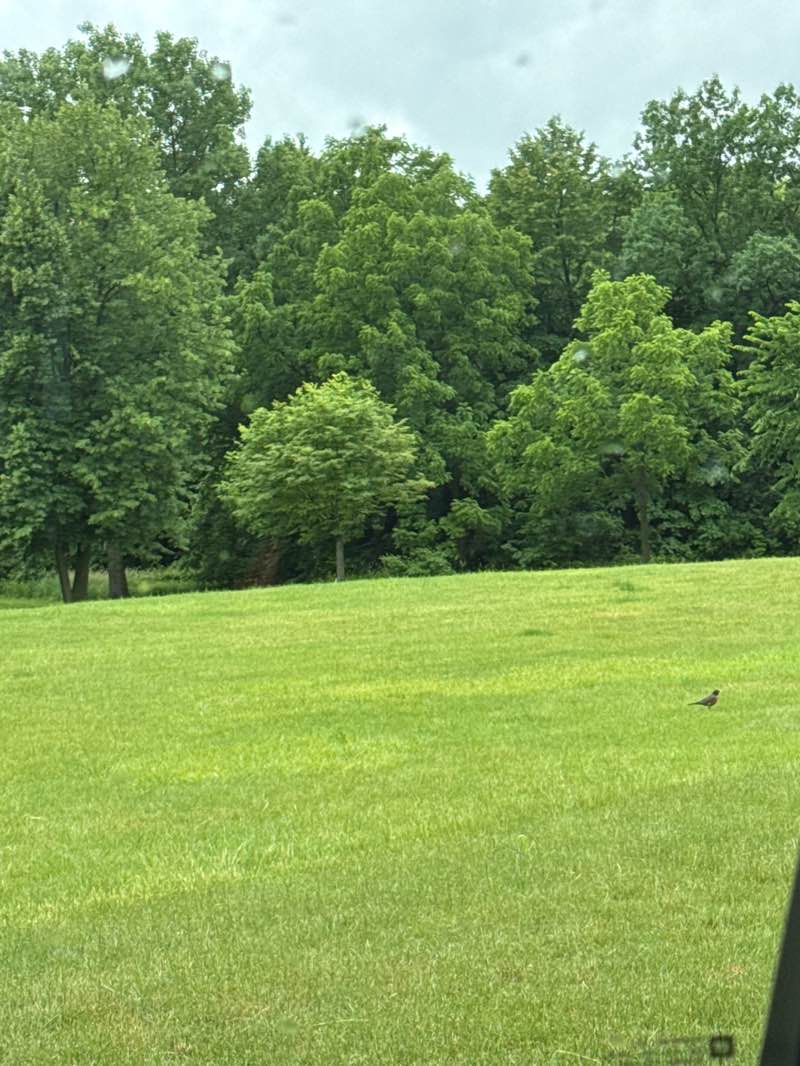 walking near me in Camelot Park in summer