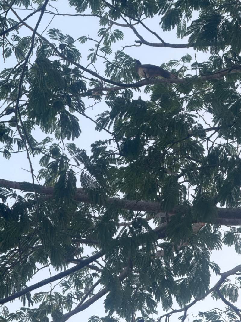 walking near me in Parque El Rodeo in spring