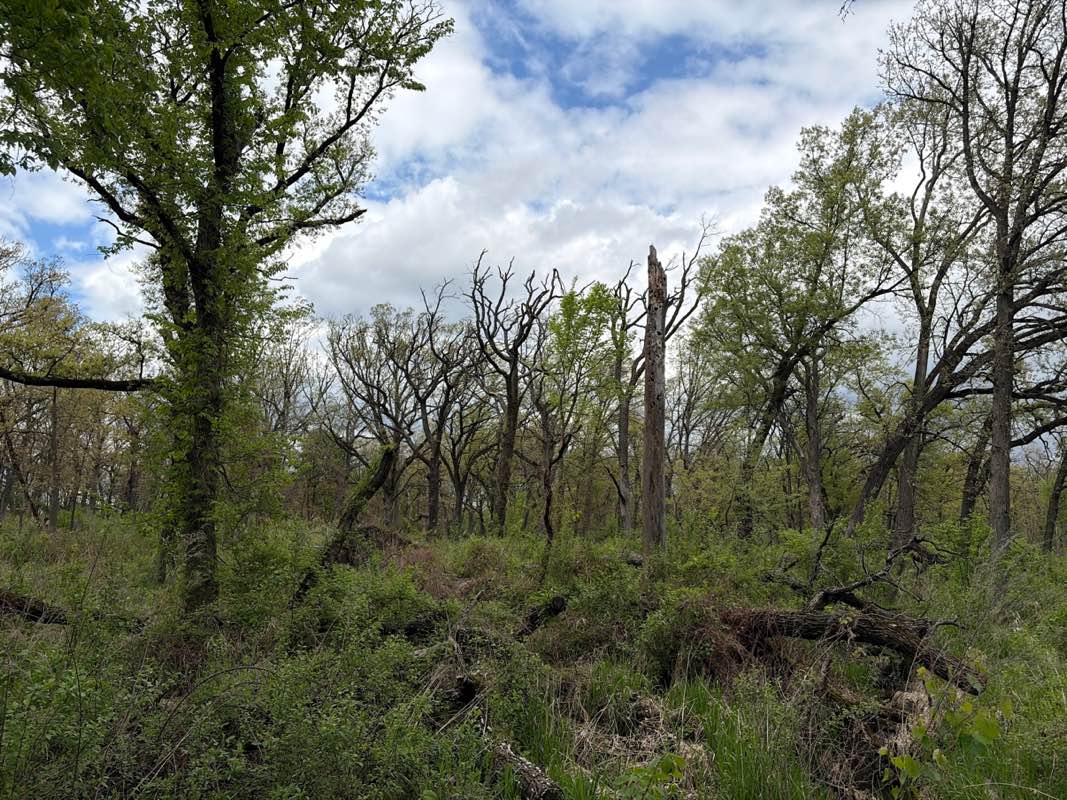walking near me in Arie Crown Forest in spring