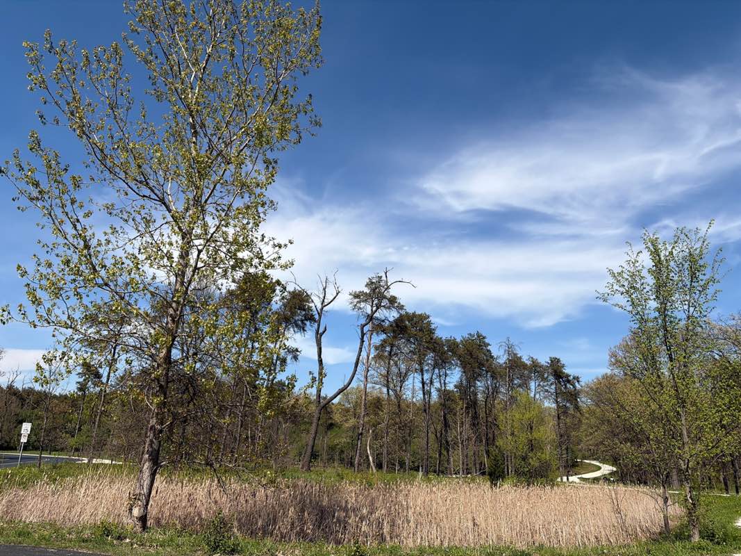 walking near me in Waterfall Glen Forest Preserve in spring