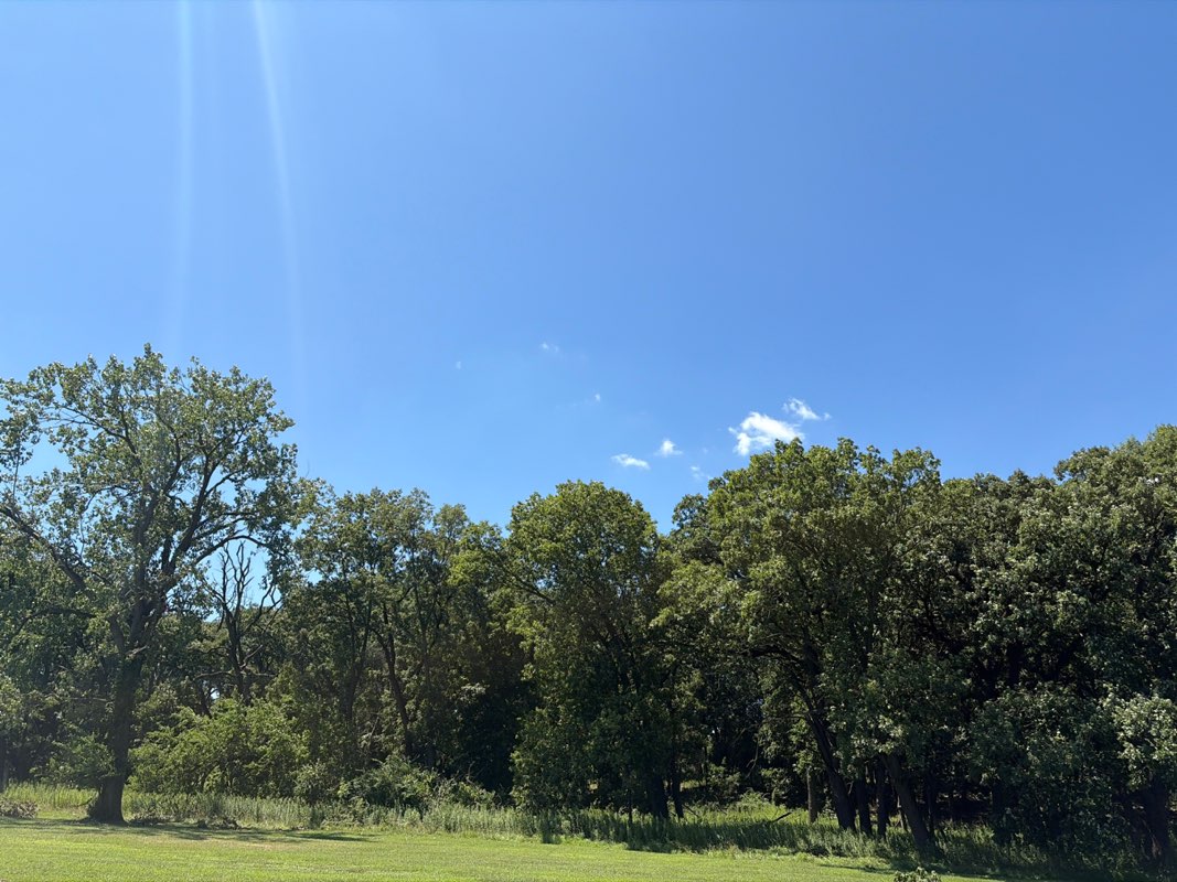 walking near me in Theodore Stone Forest in summer