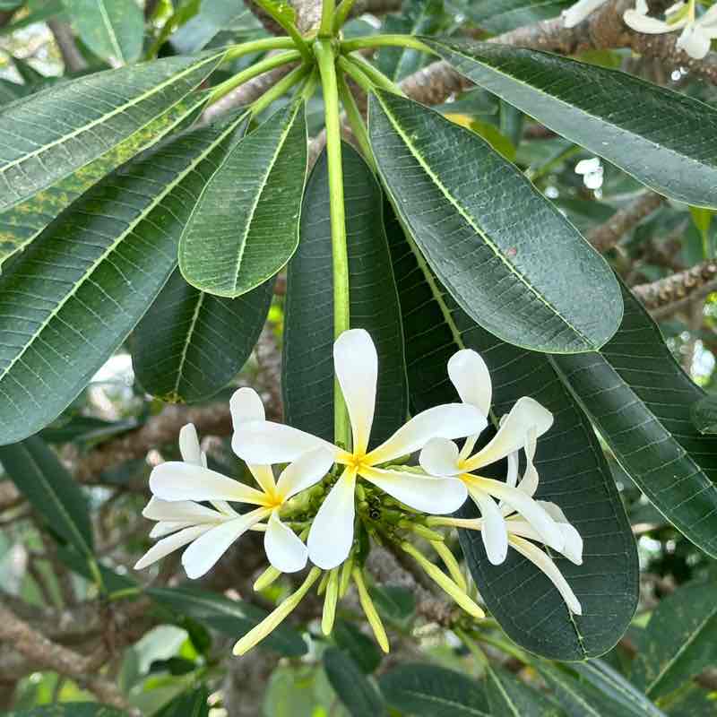 TNT Community Steppers Shazz post image