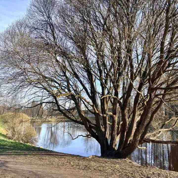 AlenKa  St. Petersburg post 3