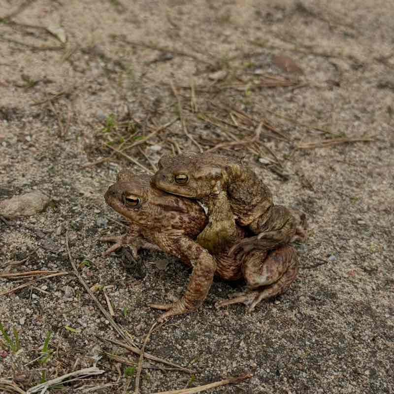 Malūnėlio iššūkis Meda post image