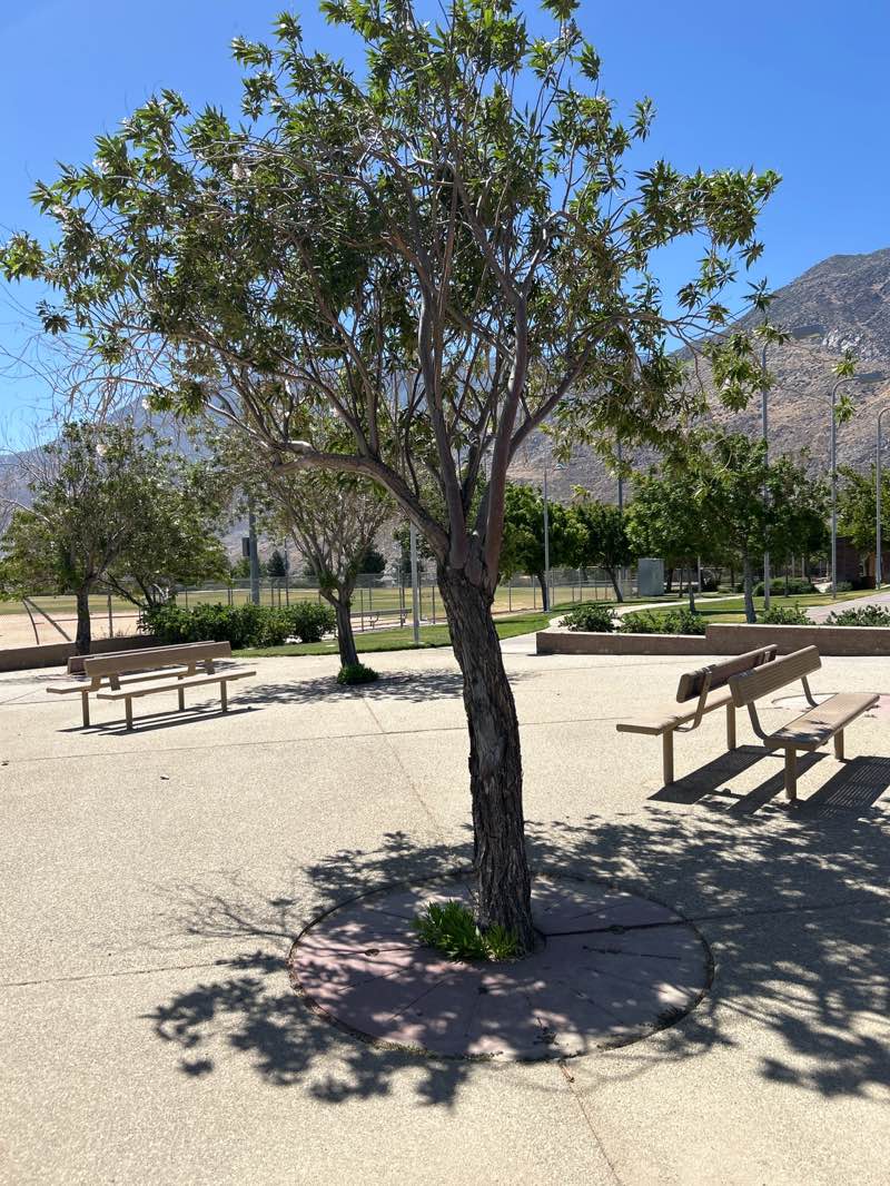 walking near me in Cabazon Park in summer