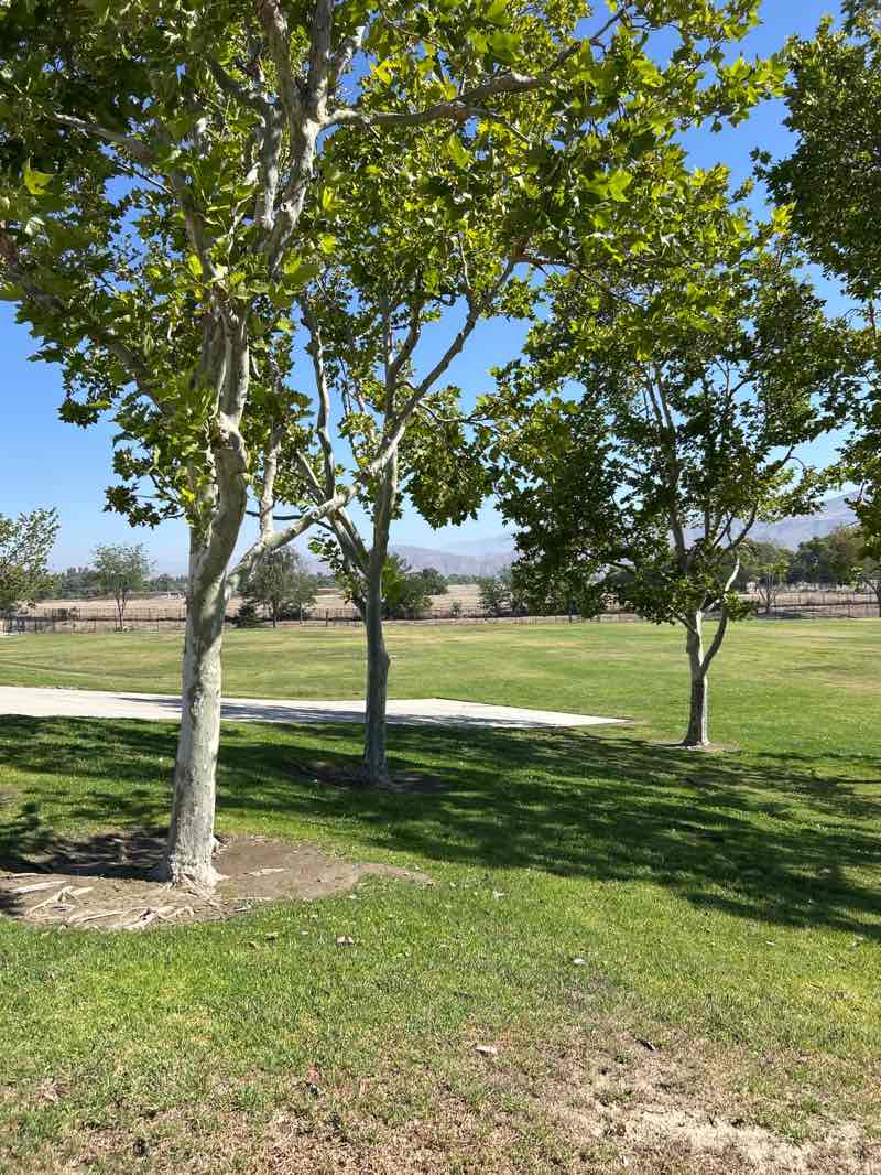 walking near me in Aaron Ward Park in summer