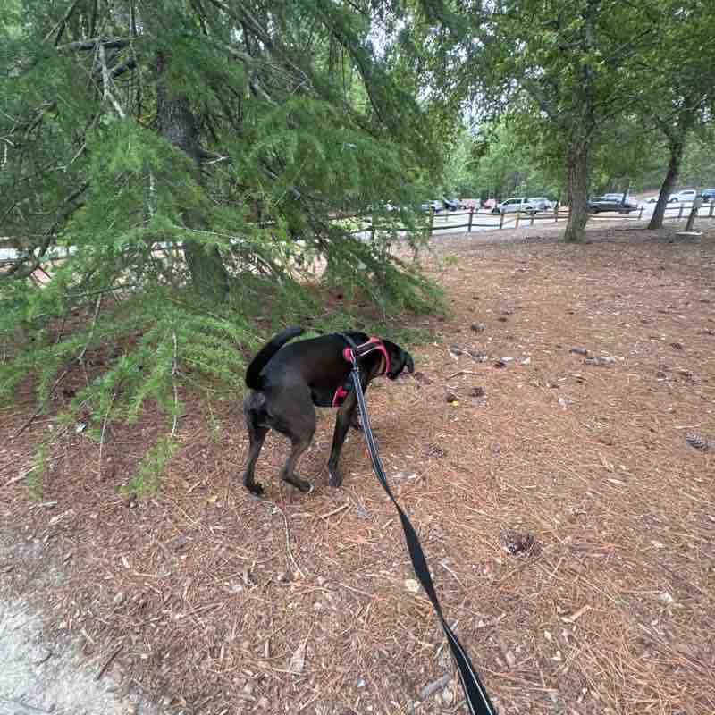 Keoki  🐶🐾🇺🇸 post 3