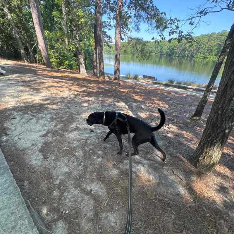 Keoki  🐶🐾🇺🇸 post 2