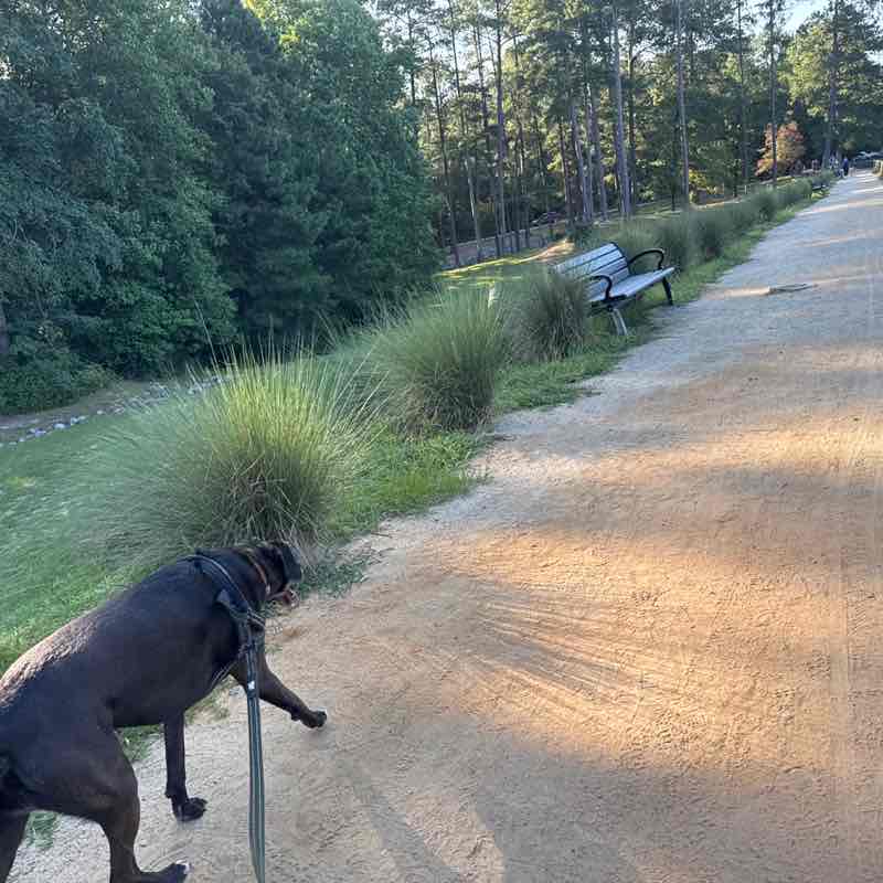 Keoki  🐶🐾🇺🇸 post 3