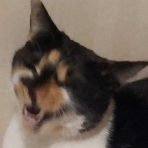 我不要走路😠 profile