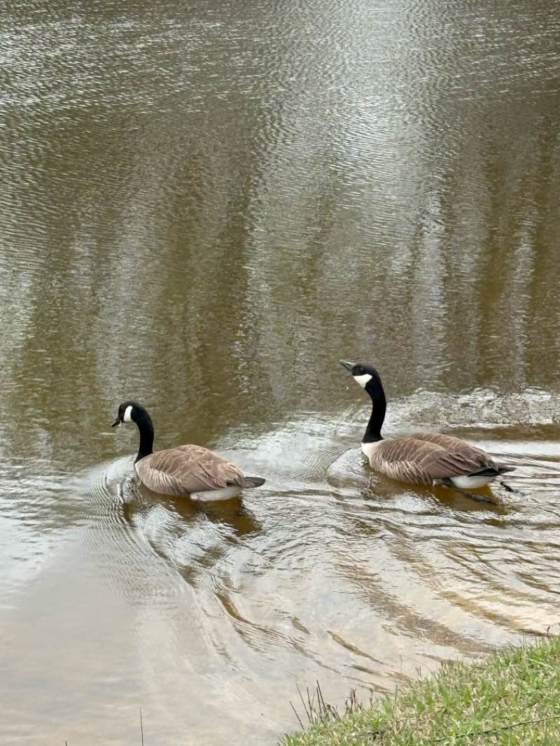 walking near me in Chatham Trail in spring