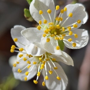 Joseph Bensley profile