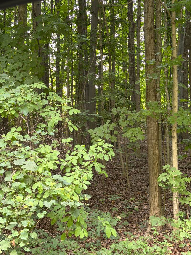 walking near me in Granger Meadows Park in summer