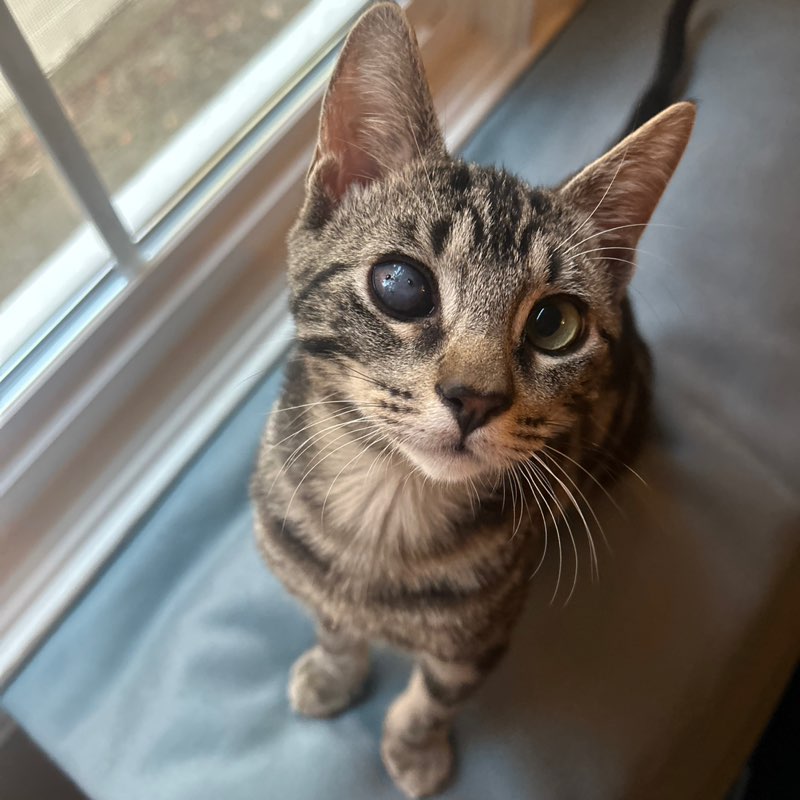 Tristan